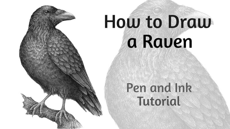 如何用钢笔和墨水画一只乌鸦
