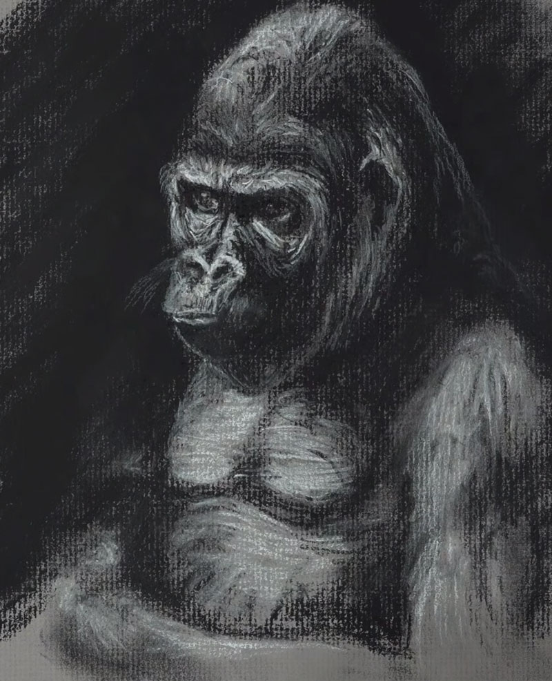 大猩猩的炭笔素描