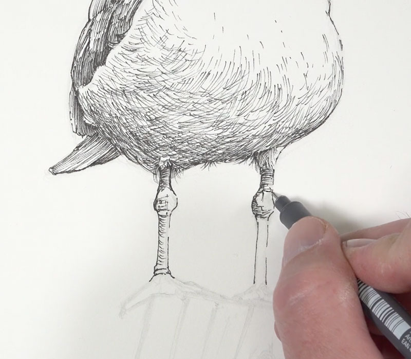 用墨水画海鸥的腿