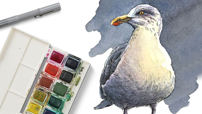 海鸥与水彩和钢笔和墨水