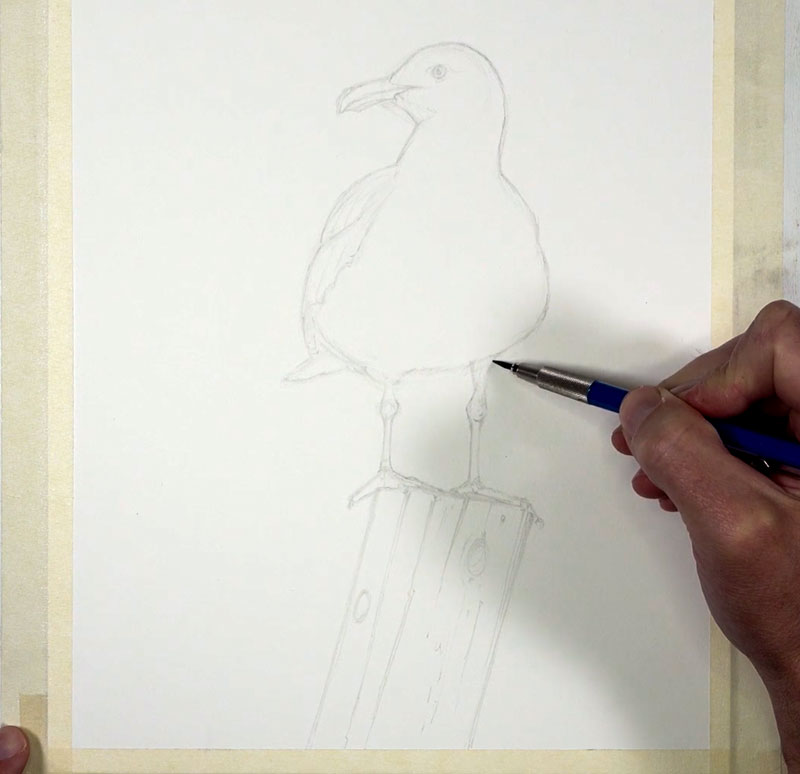 海鸥的铅笔素描