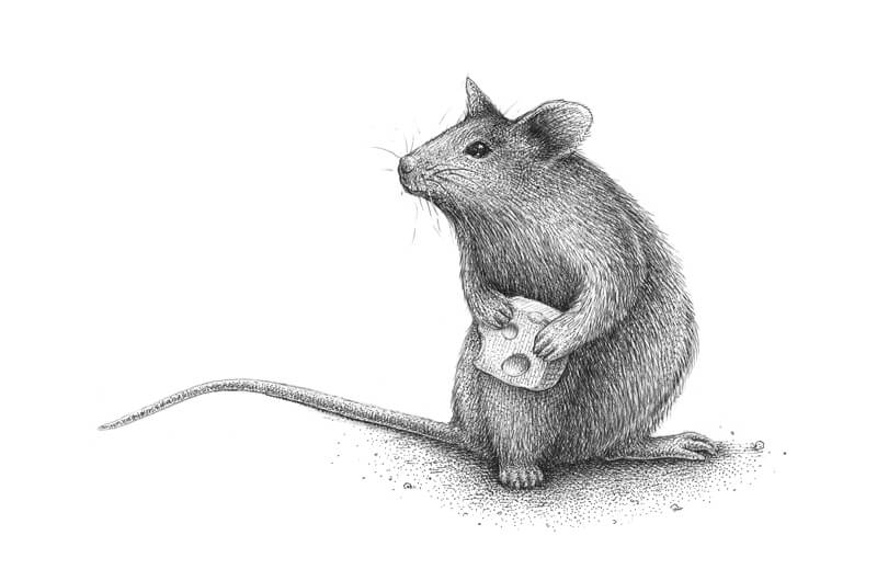用钢笔和墨水画一只奶酪老鼠