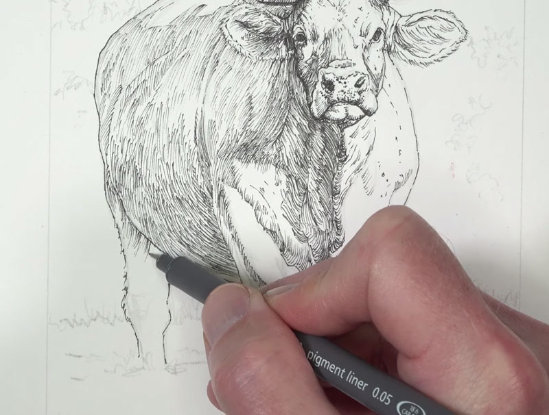 用墨水画牛的身体