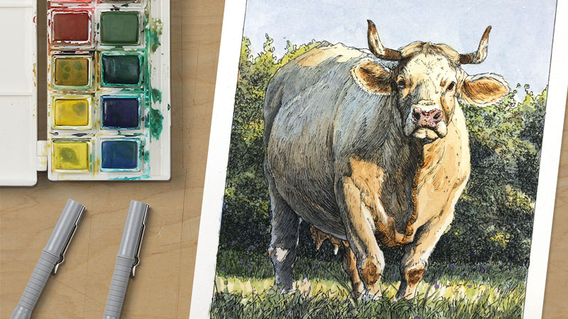 牛在田野-水彩画与钢笔和墨水
