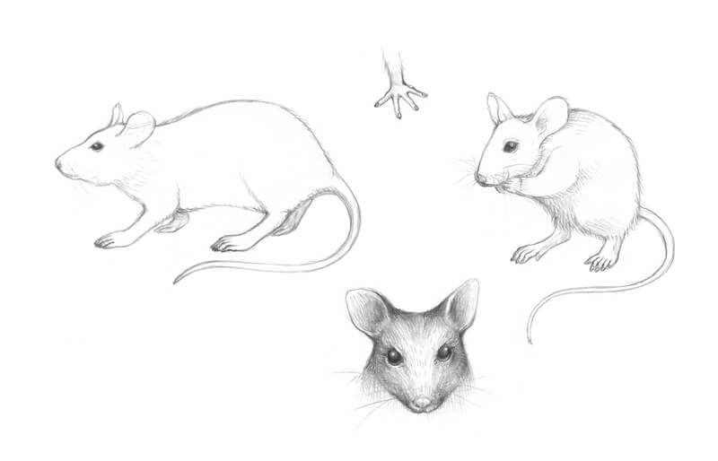 老鼠的草图