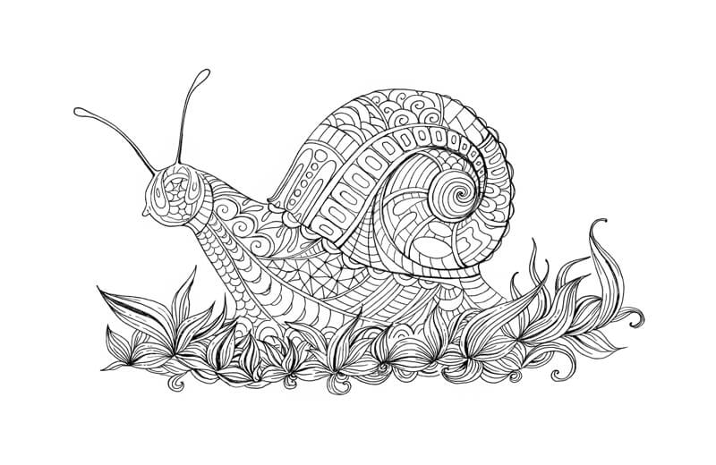 程式化的等高线绘制的蜗牛