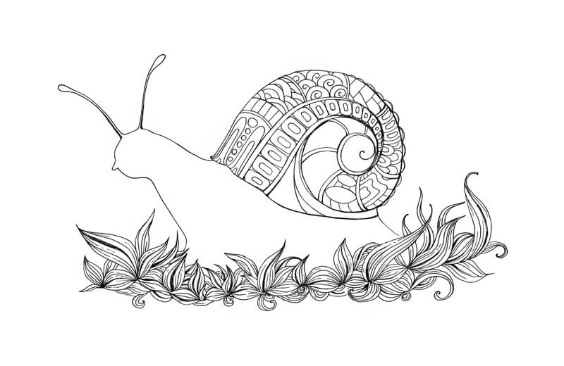 在蜗牛壳上画更多的图案