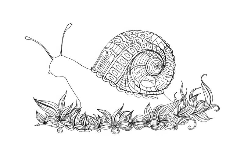 图画的蜗牛壳与模式