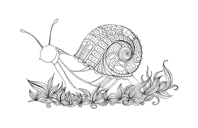 增强蜗牛身体的边缘