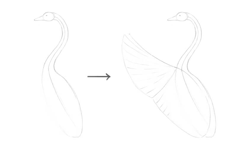 画出天鹅身体的基本形状