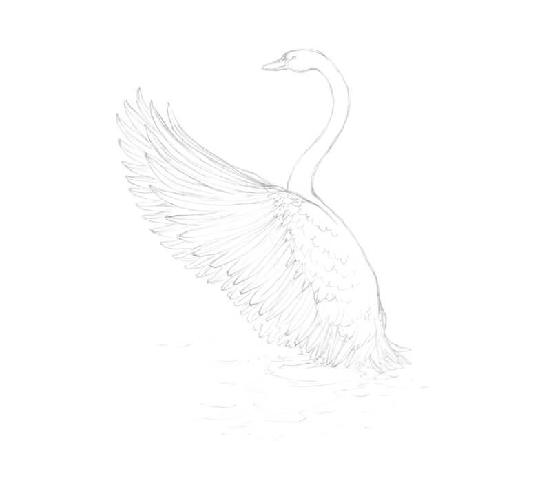 完成了一只天鹅的石墨素描