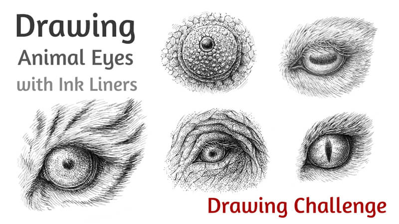 如何用钢笔和墨水画动物的眼睛