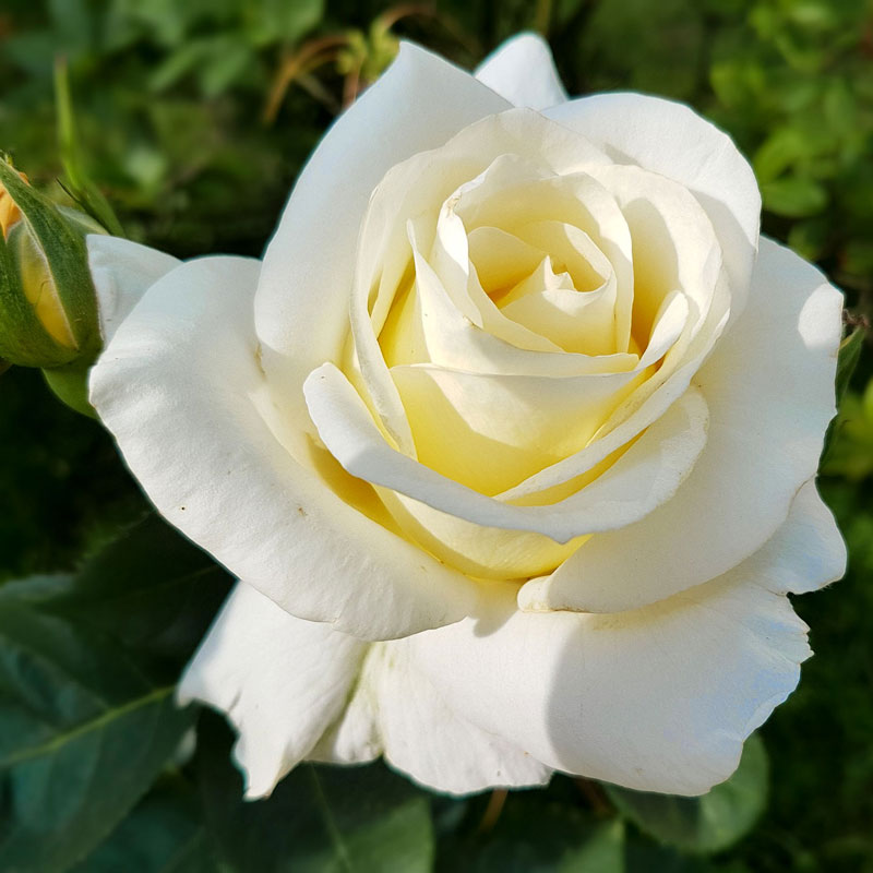 白玫瑰参考照片