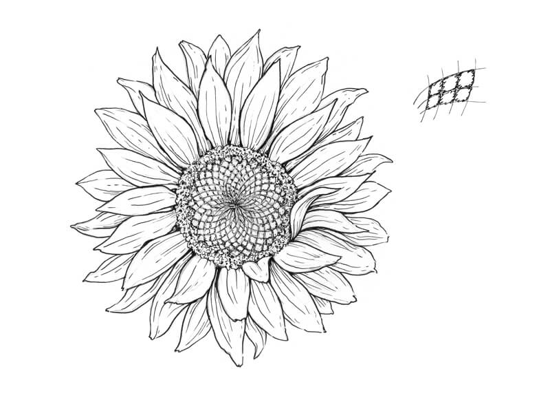 画上的纹理与孵化花瓣