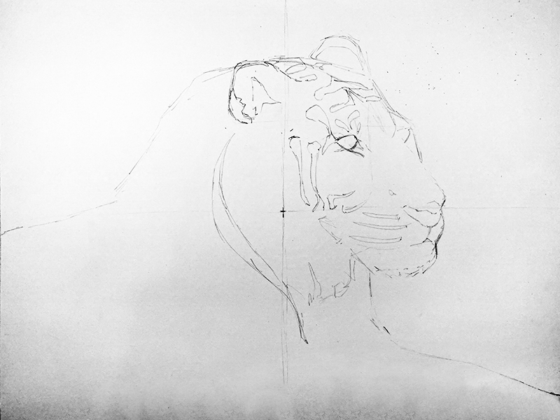 铅笔画一只老虎