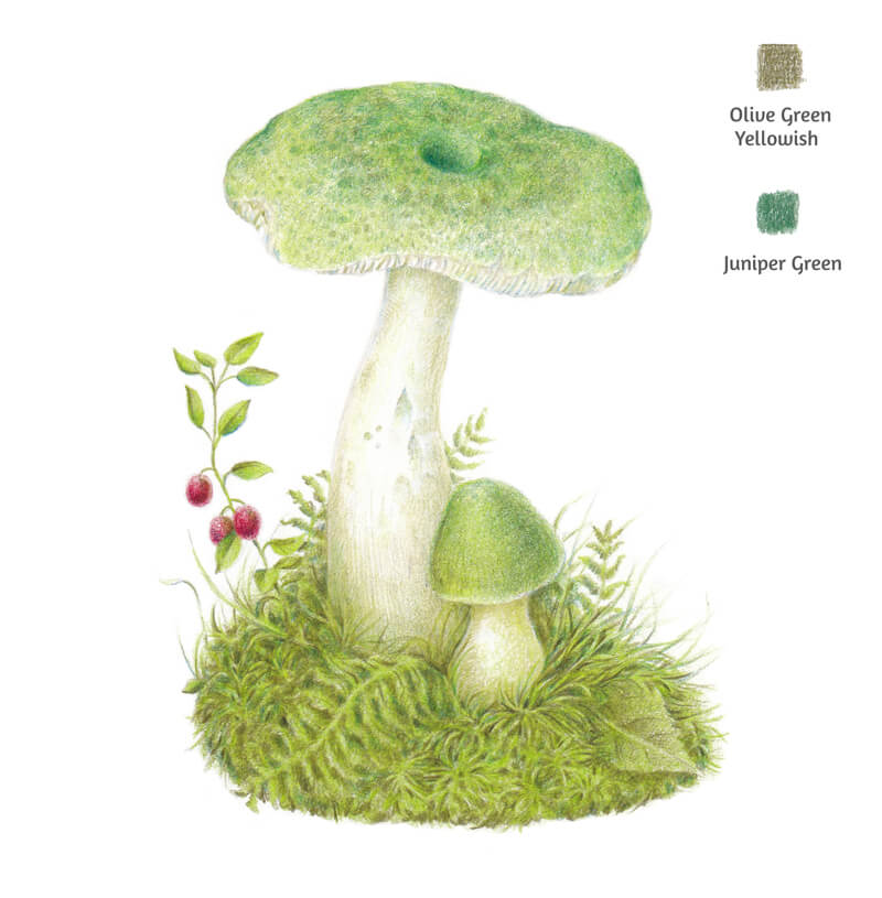 蘑菇图上的静音绿色