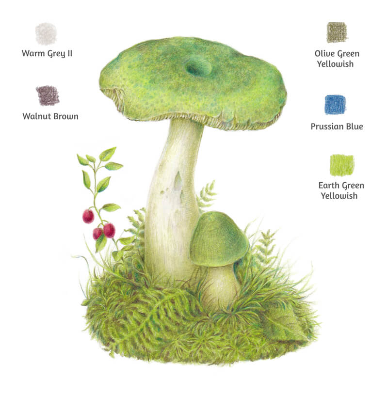 彩色铅笔画的蘑菇