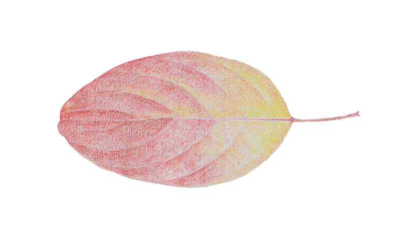 彩色铅笔在画叶子上的基本应用