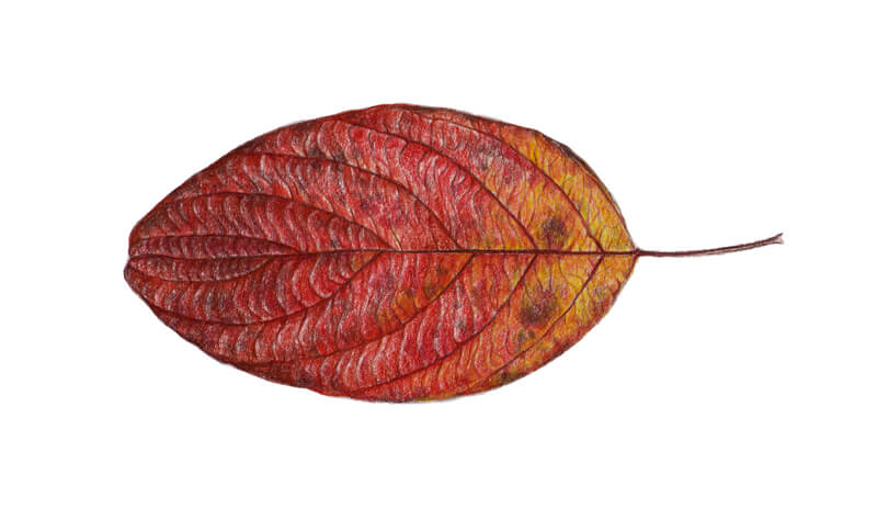 用彩色铅笔在叶子上添加细节