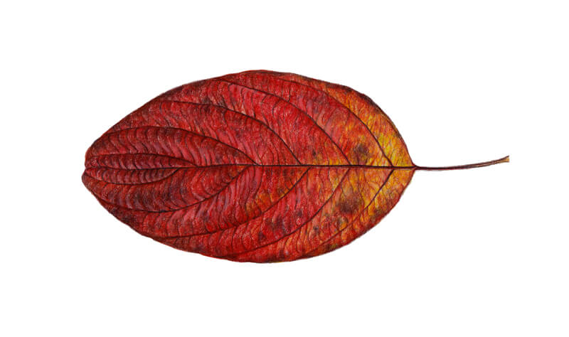 用彩色铅笔涂在叶子上