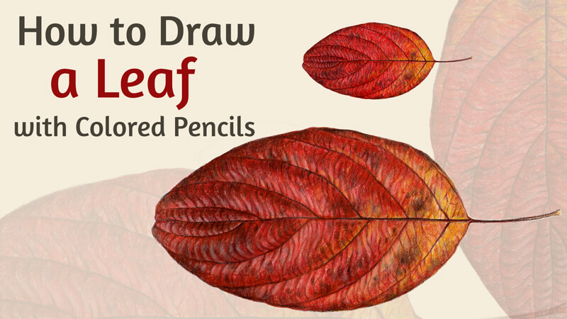 如何用彩色铅笔画红叶