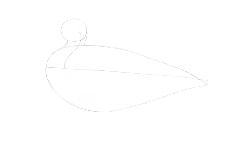 在素描纸上画出鸭子的基本形状