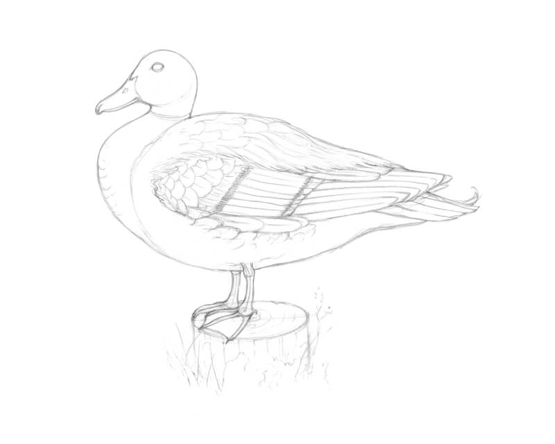 完成一只鸭子的铅笔素描