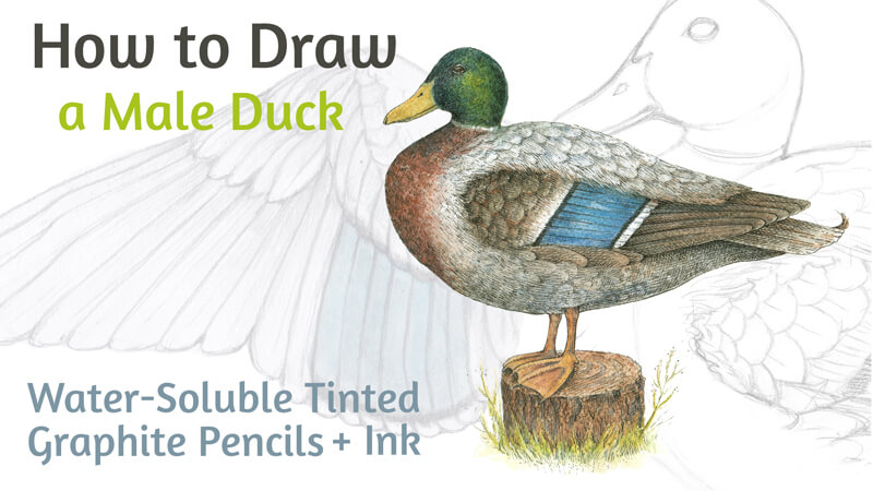 用墨水和水溶性石墨铅笔画一只鸭子