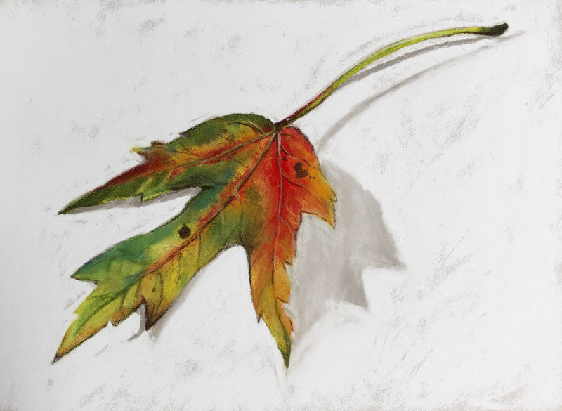 用panpasels和彩色铅笔绘制秋叶