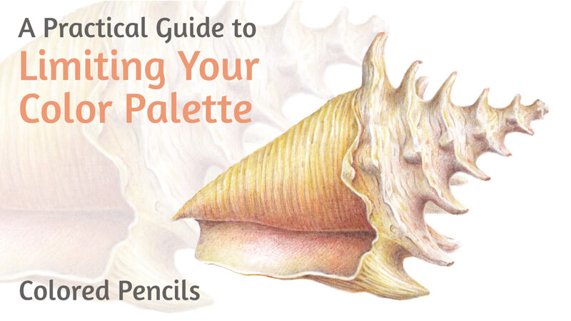 如何用彩色铅笔绘制现实的贝壳-一步一步