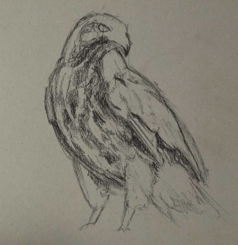 用黑色炭笔画出鹰的形状和身体