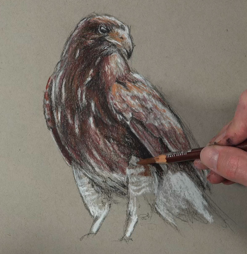 用柔和的铅笔在画中添加深褐色的色调