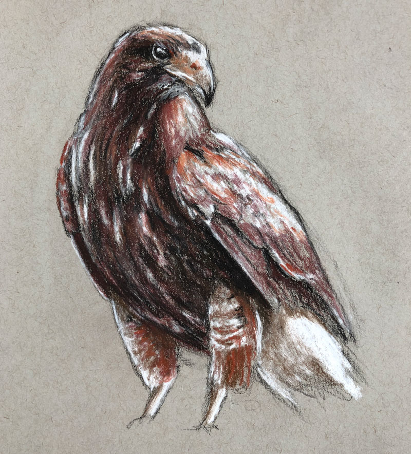 画一只鹰与棕褐色色调的粉彩和木炭