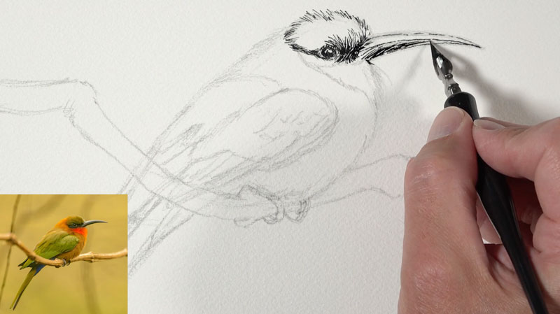 最初的笔墨应用在鸟的眼睛和头部周围