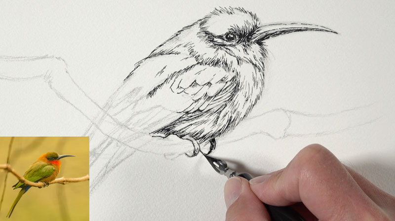 在鸟的身体上添加钢笔和墨水