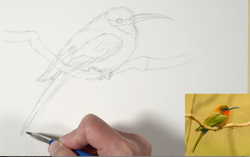用石墨铅笔画小鸟的素描