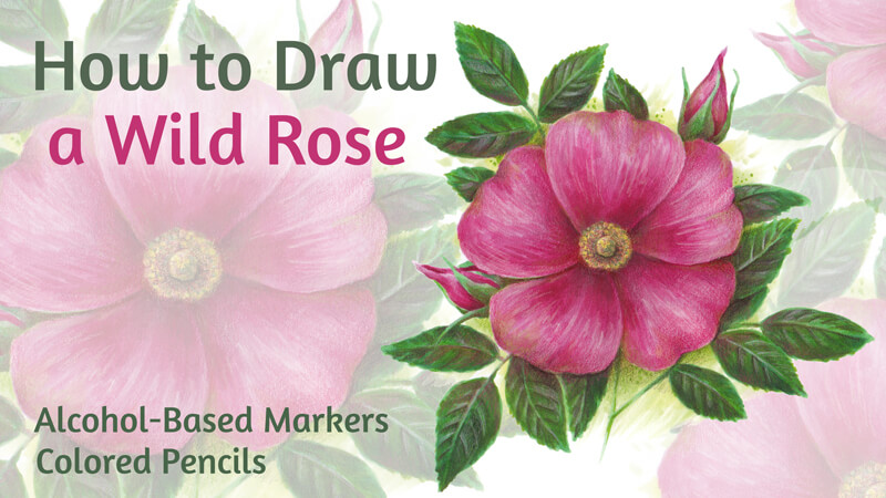 如何用马克笔和彩色铅笔画一朵野玫瑰