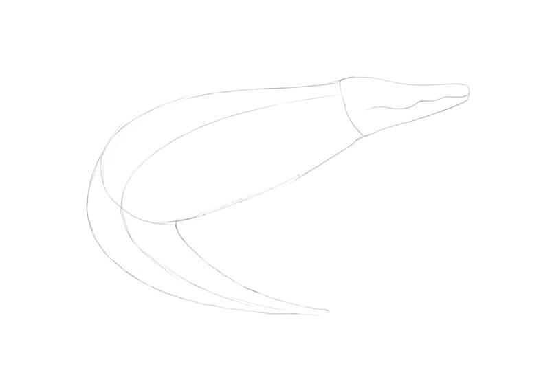 画简单的形状,鳄鱼的头部和身体