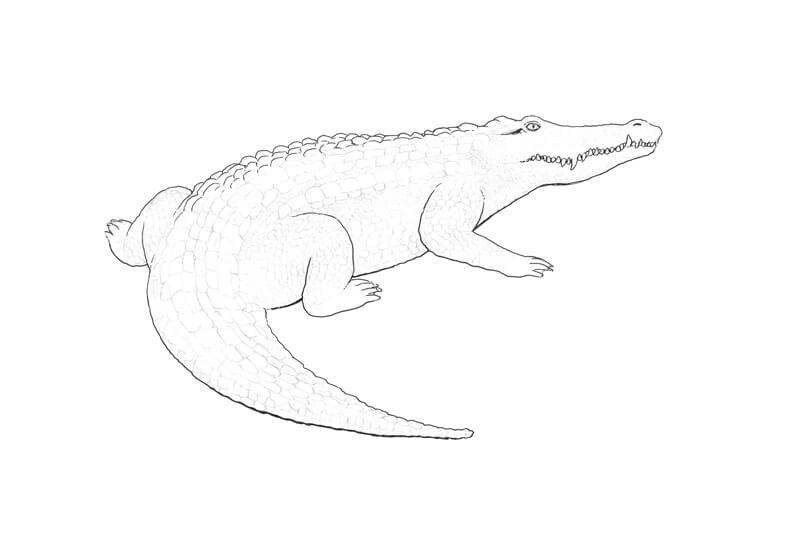 概述了鳄鱼用墨水的轮廓