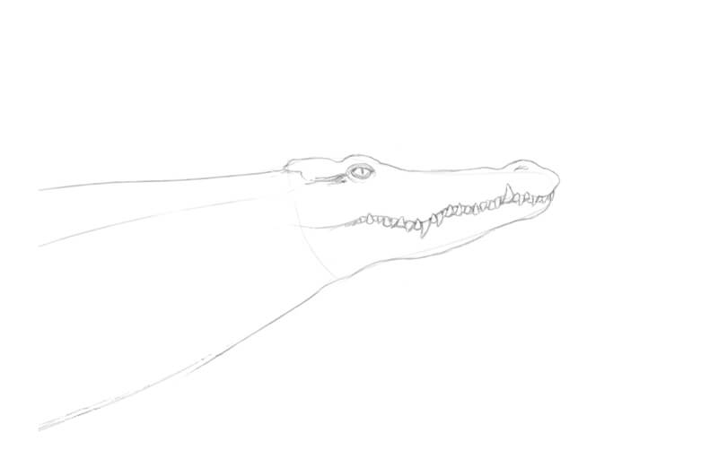 图纸的细节的鳄鱼用铅笔