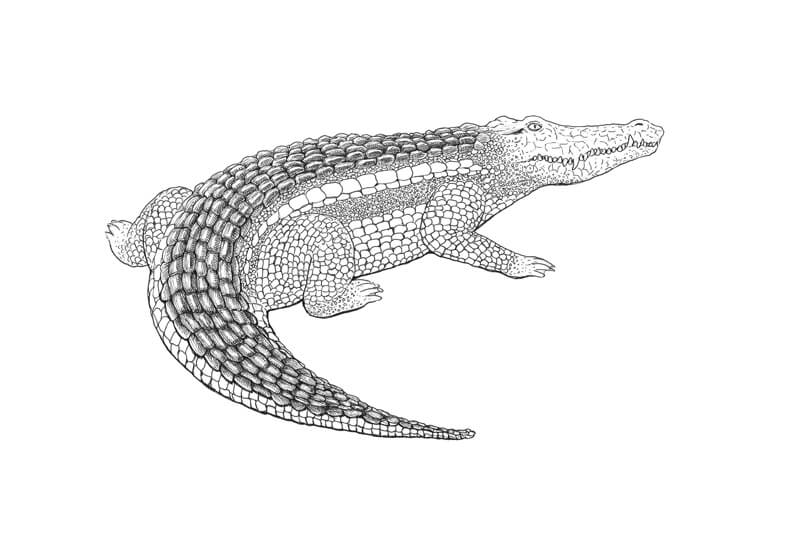 绘制纹理尺度的鳄鱼