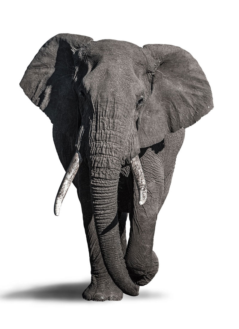 参考照片画一头大象用铅笔