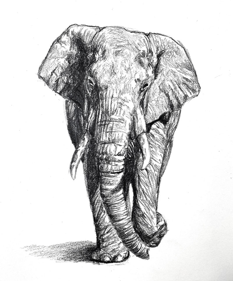 一头大象的素描