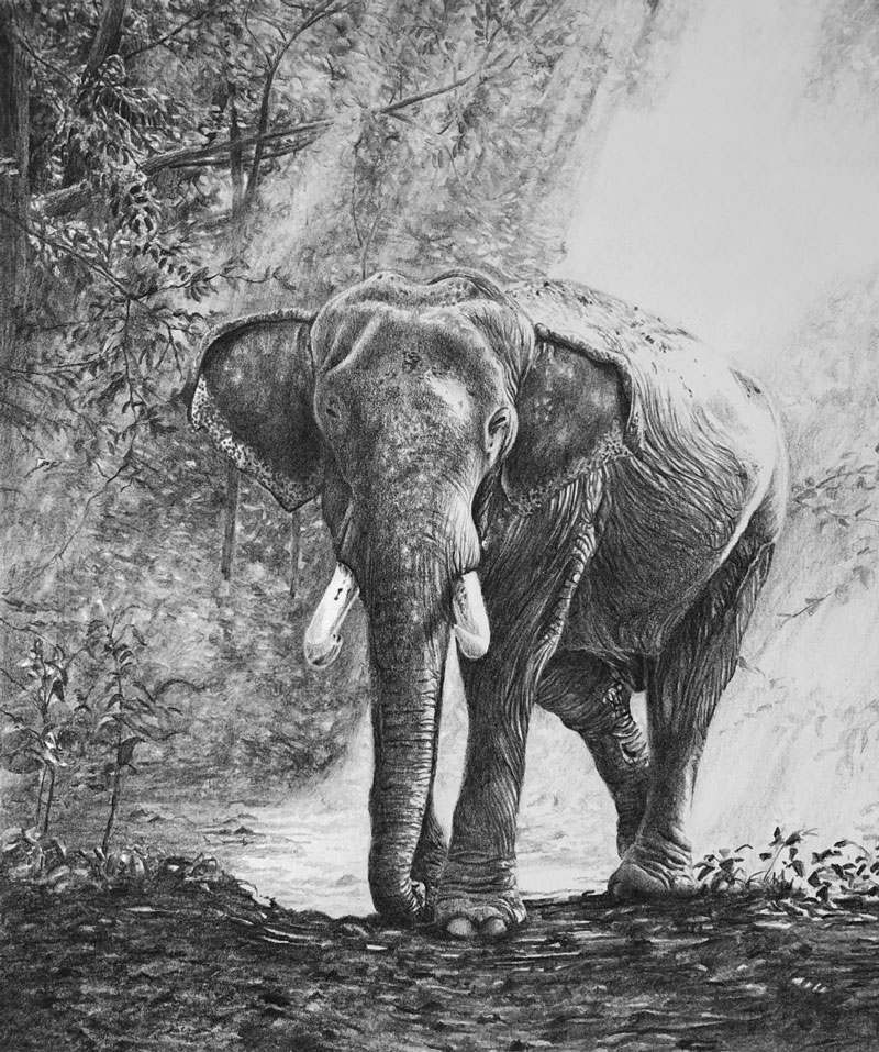 现实的铅笔画一头大象