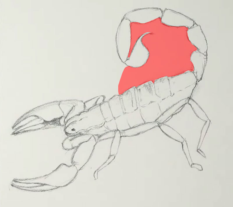 蝎子的身体和尾巴之间有负空间