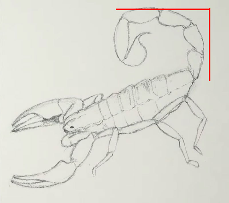 蝎子的尾巴要画多高多宽