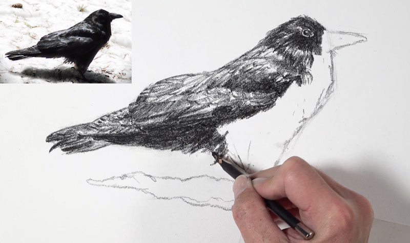 绘制乌鸦特征的纹理