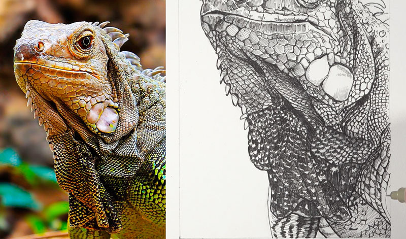 用钢笔和墨水完成鬣蜥的绘画