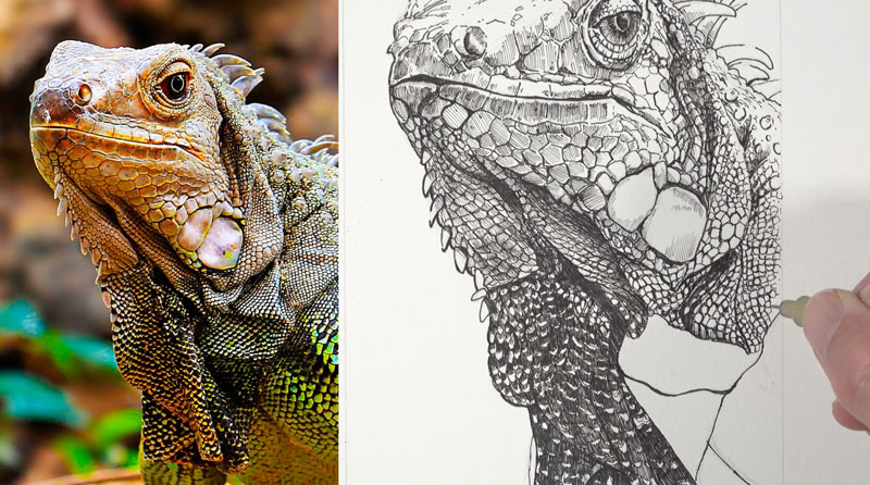 用钢笔和墨水绘制鬣蜥身体的鳞片纹理