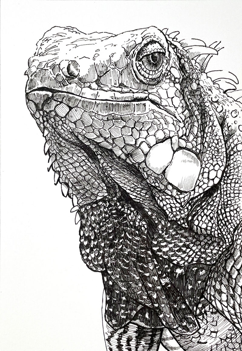 一只鬣蜥的笔墨画